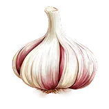 Garlic Definition 1