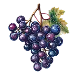 Grapes Definition 1