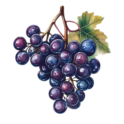 Grapes Definition