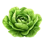 Lettuce Definition 1
