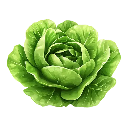 Lettuce Definition