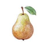 Pear Definition 1