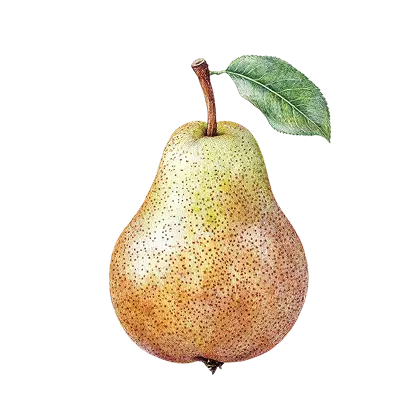 Pear Definition