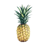 Pineapple Definition 1