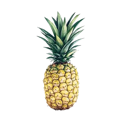 Pineapple Definition