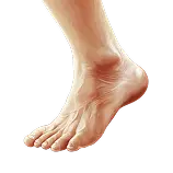 Foot Definition 1