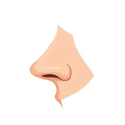 Nose Definition