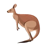 Kangaroo Definition 1