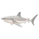 Shark Definition 1