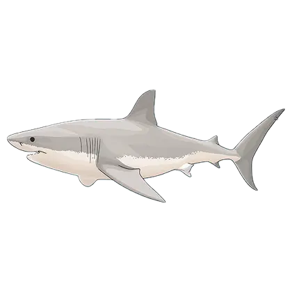 Shark Definition