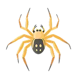 Spider Definition 1
