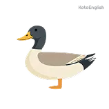 Duck Definition 1