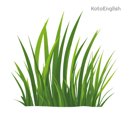 Grass Definition