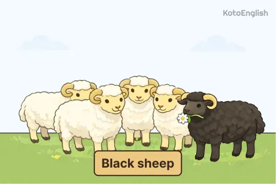 Black sheep 1